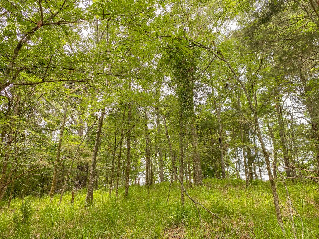0 Frasier Road Lorman, MS 39096 - Photo 23 of 55 Photo 23