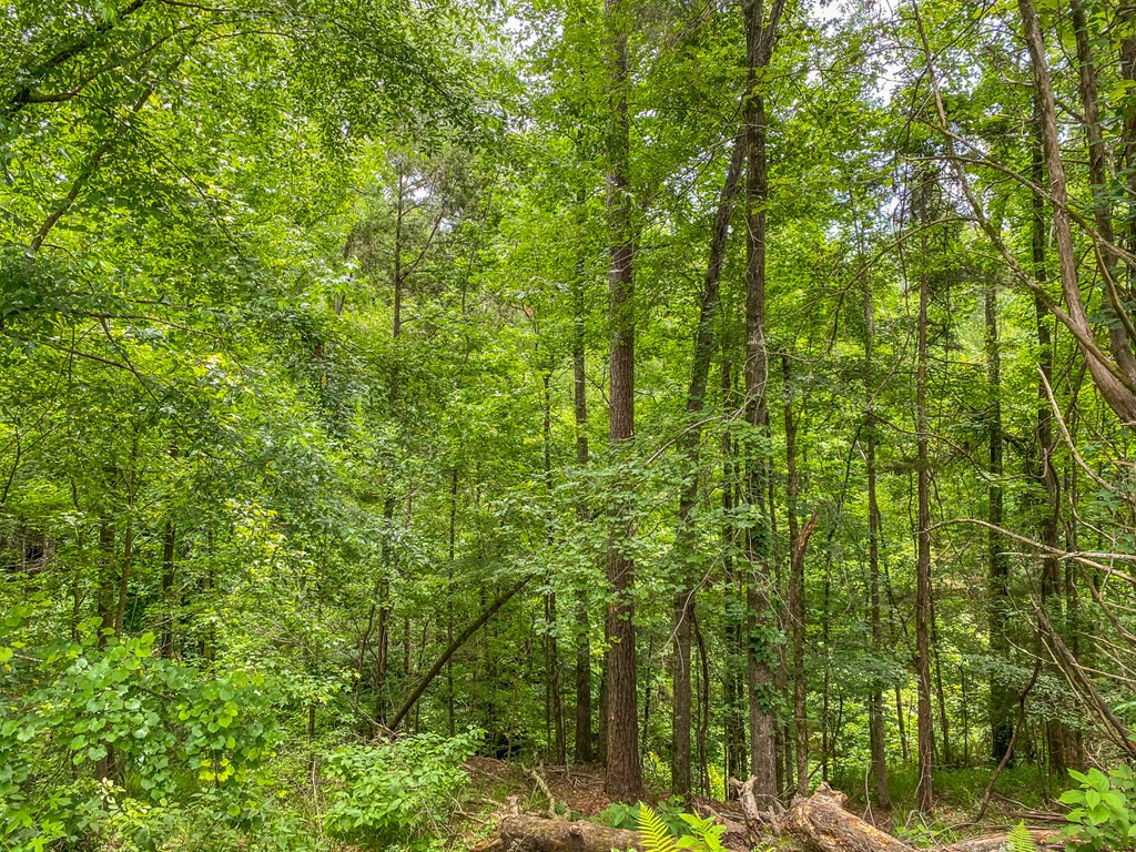 0 Frasier Road Lorman, MS 39096 - Photo 24 of 55 Photo 24