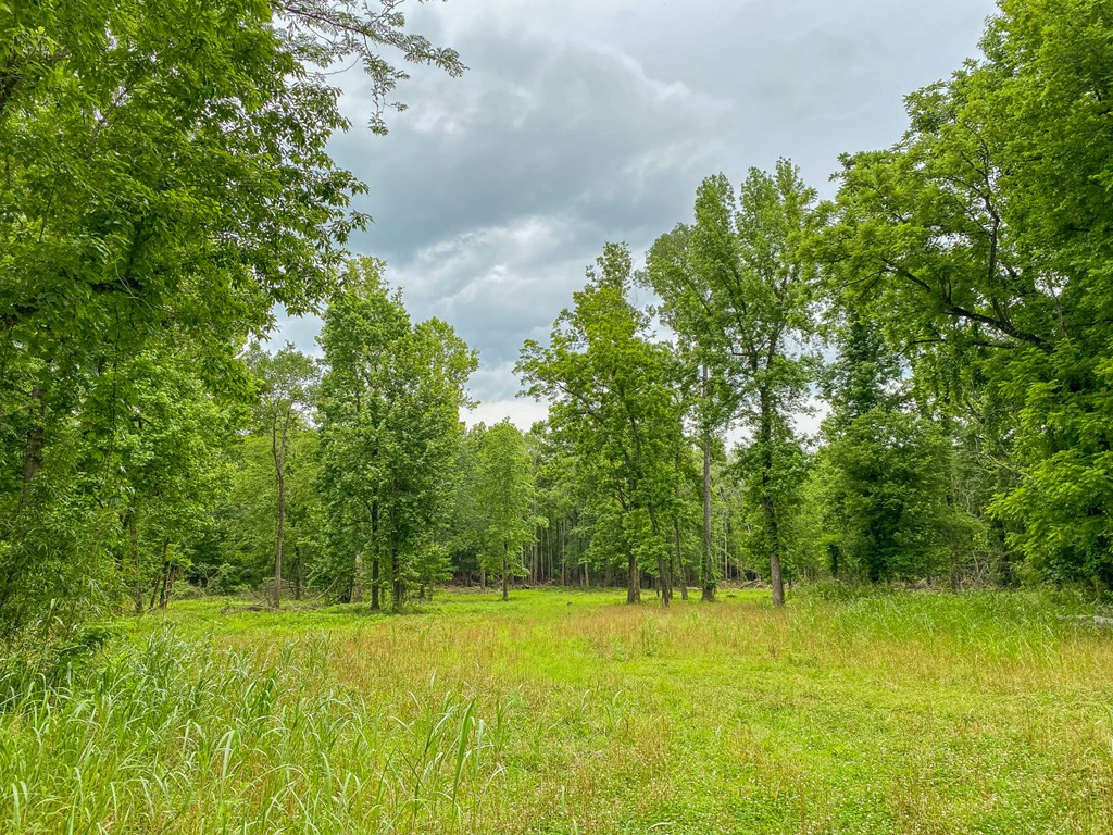 0 Frasier Road Lorman, MS 39096 - Photo 5 of 55 Photo 5