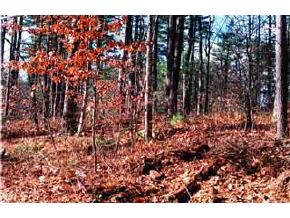 21 Cobbetts Pond Road Windham, NH 03087 - Photo 4 of 4