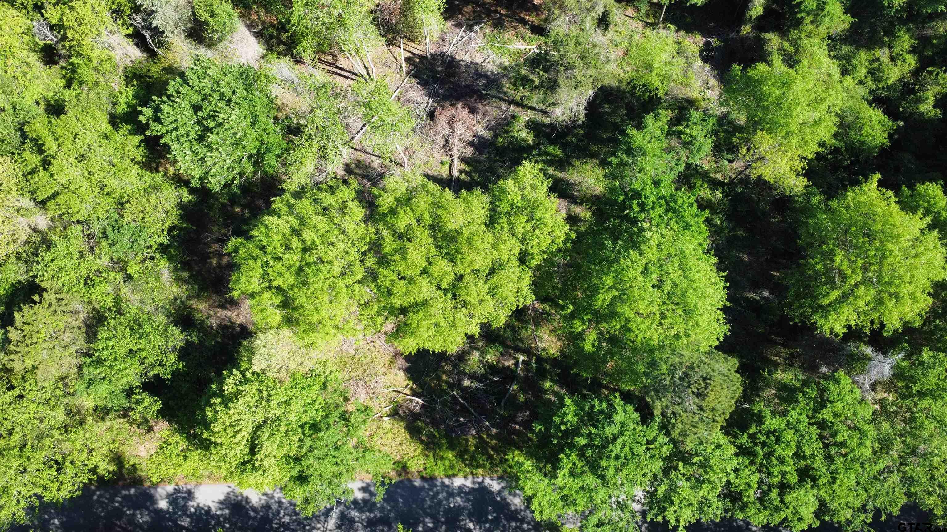 13904 County Road 1250 Tyler, TX 75709 - Photo 2 of 4 a plant view in yard
