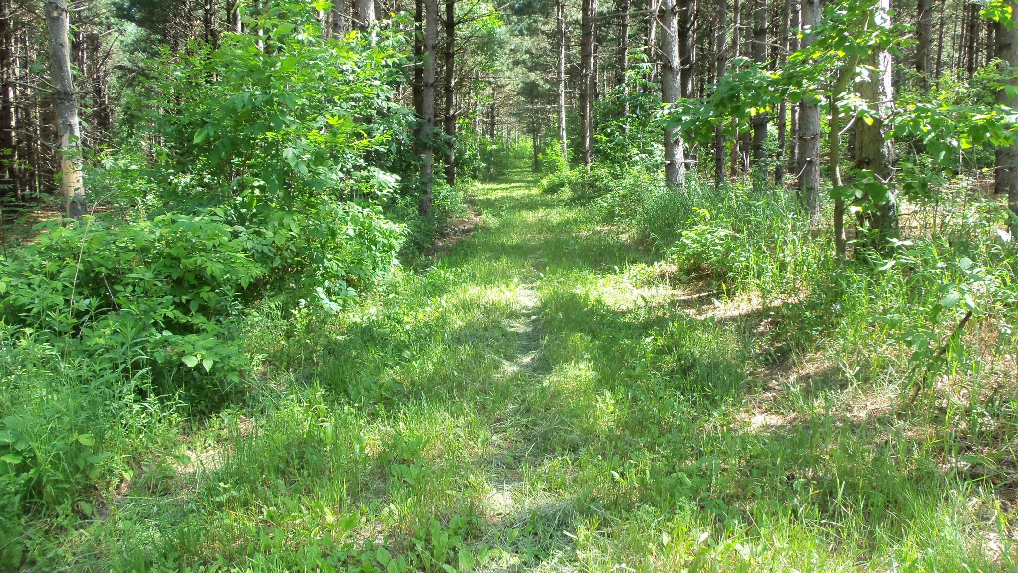 Xxx Bashaw Store Road Shell Lake, WI 54871 - Photo 5 of 36