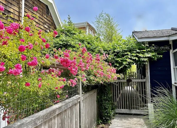 a flower plants and wooden fence