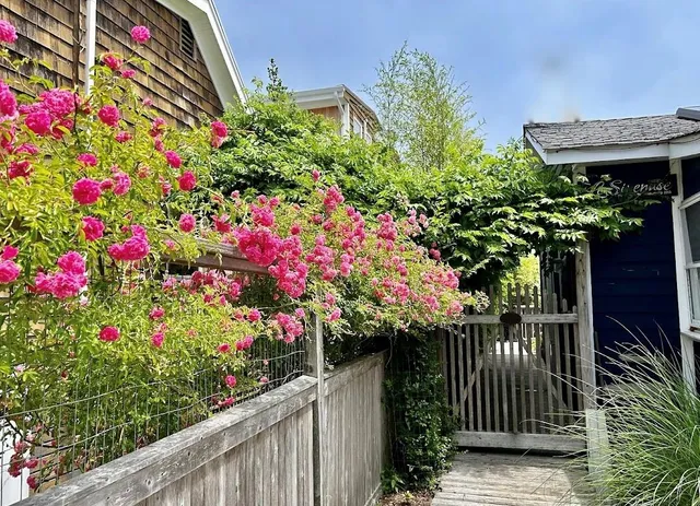 a flower plants and wooden fence