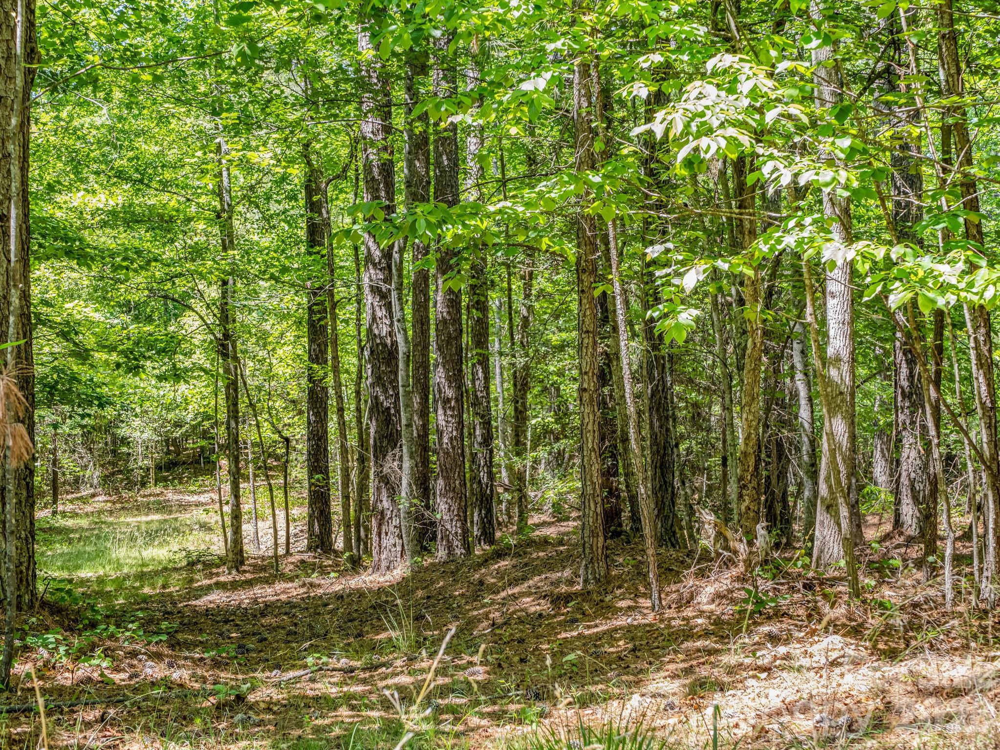 0 Jim Dobbins Road Rutherfordton, NC 28139 - Photo 35 of 39