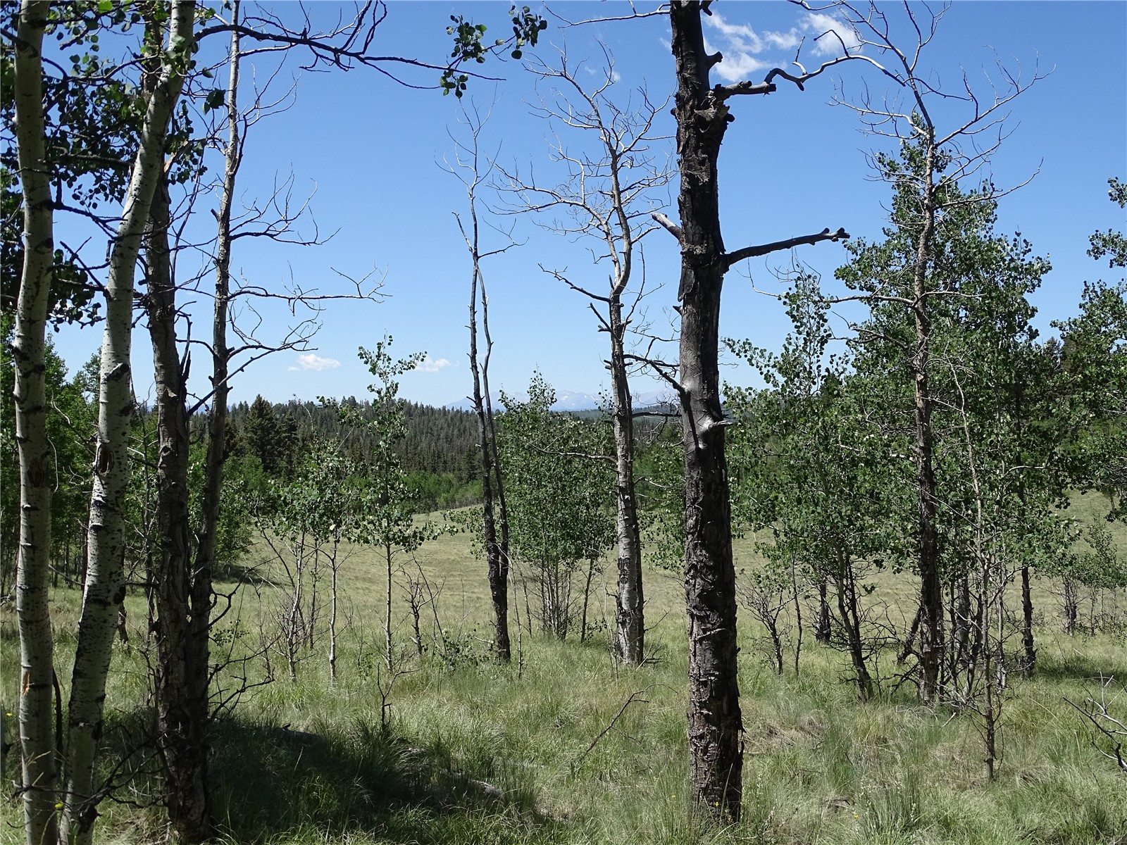 782 Bow String Road Como, CO 80456 - Photo 9 of 22