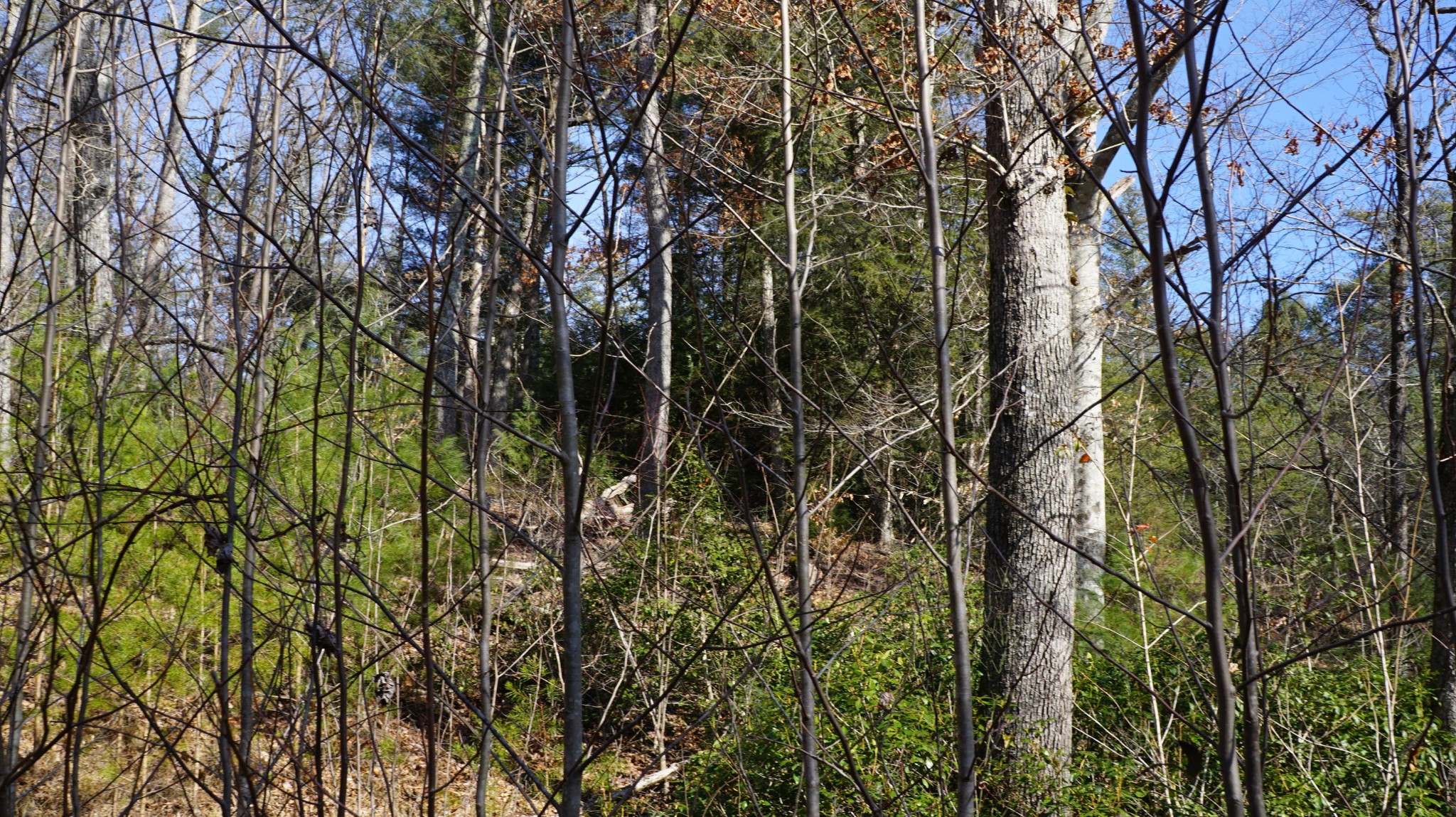 677 Al Goss Road Crossville, TN 38571 - Photo 17 of 18 Gallery Image 17
