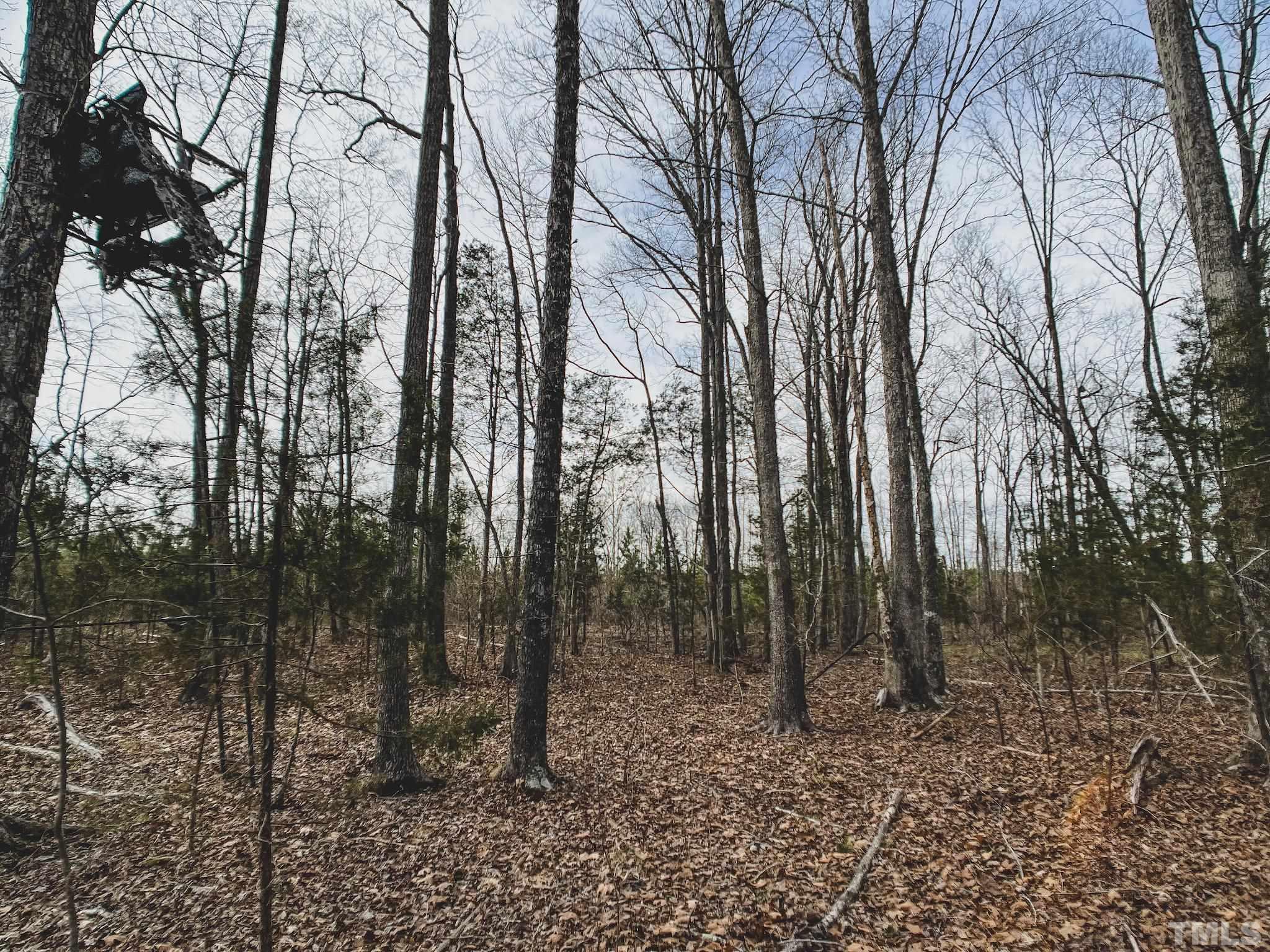 103-ac Pulliam-Tingen Mine Road Roxboro, NC 27574 - Photo 21 of 30 a view of forest