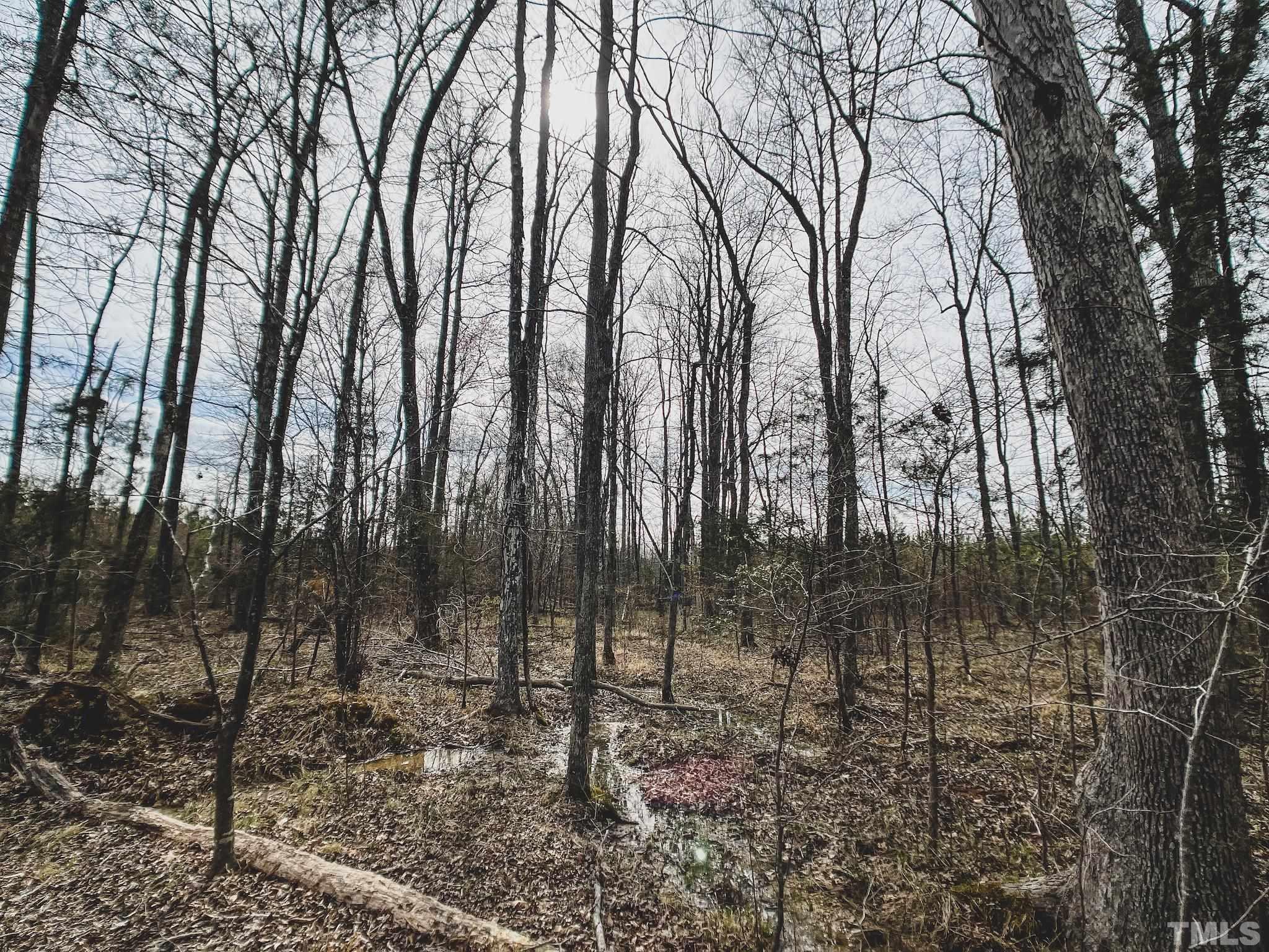 103-ac Pulliam-Tingen Mine Road Roxboro, NC 27574 - Photo 27 of 30 a view of forest