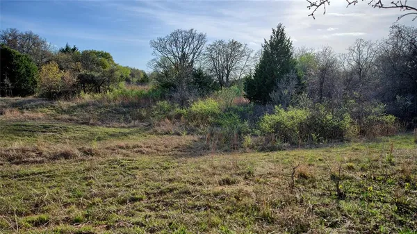 a view of a dry yard with trees and wooden fence