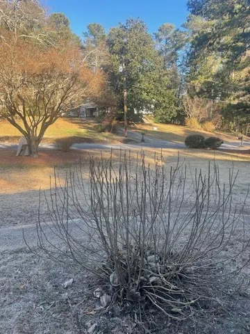 a view of mountain with tree