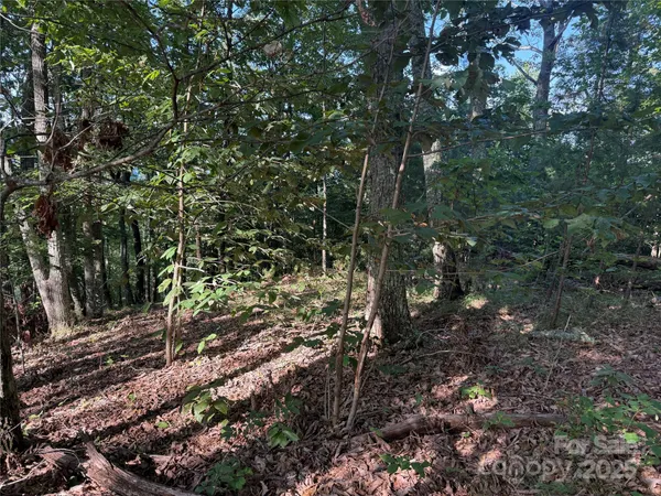a view of forest