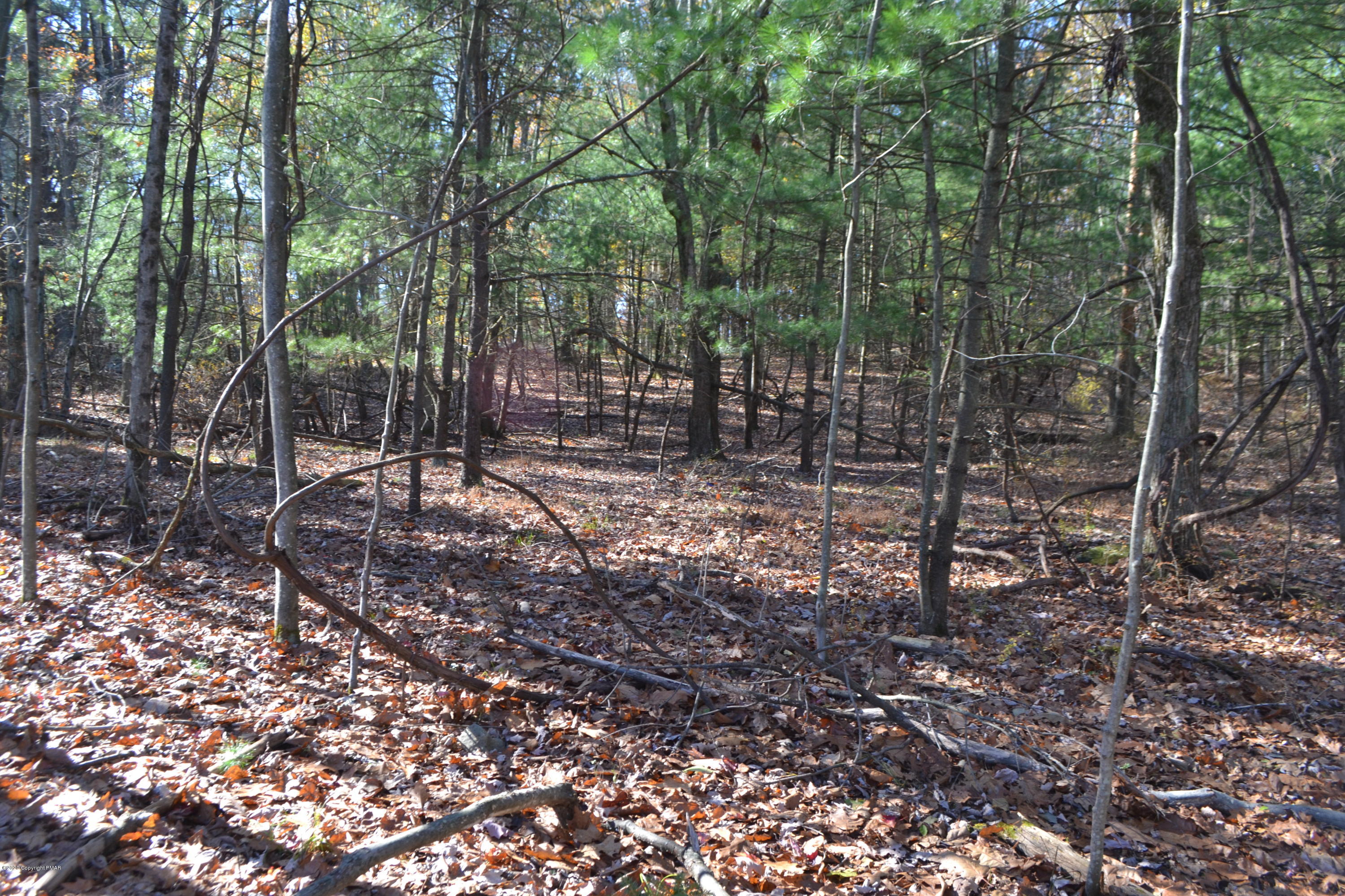Frantz Hill Road Scotrun, PA 18355 - Photo 7 of 16 a view of a forest with trees in the background