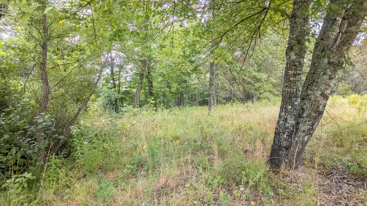 517 Sawmill Road Brockwell, AR 72517 - Photo 7 of 54 40 acres005