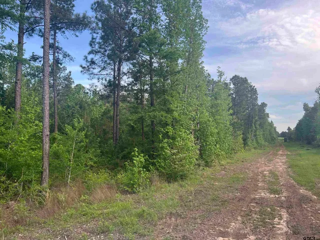 a view of a lush green forest