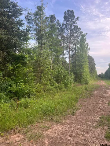 a view of a forest with trees in the background