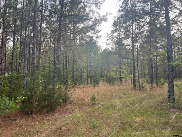 a view of a forest that has large trees