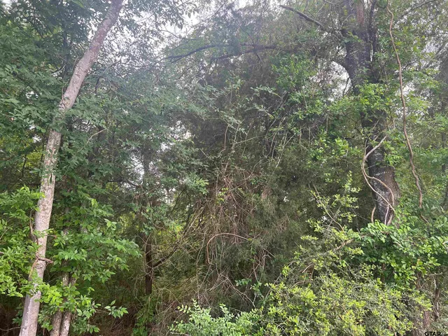 a view of a tree in a forest