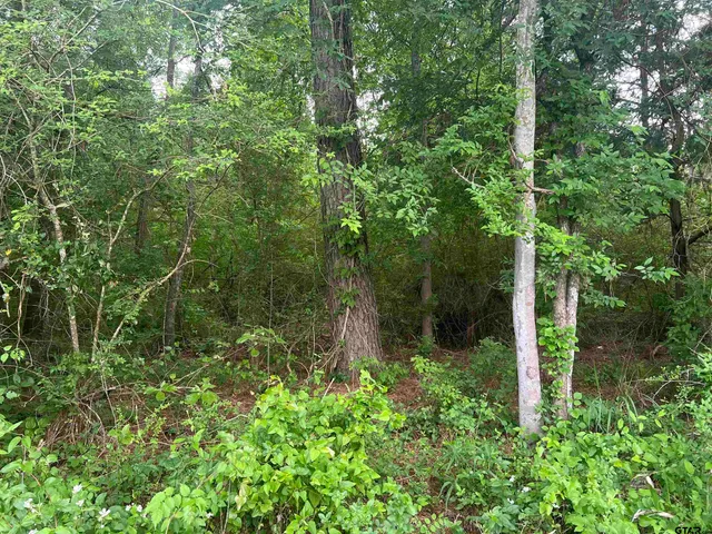 a view of a forest with trees