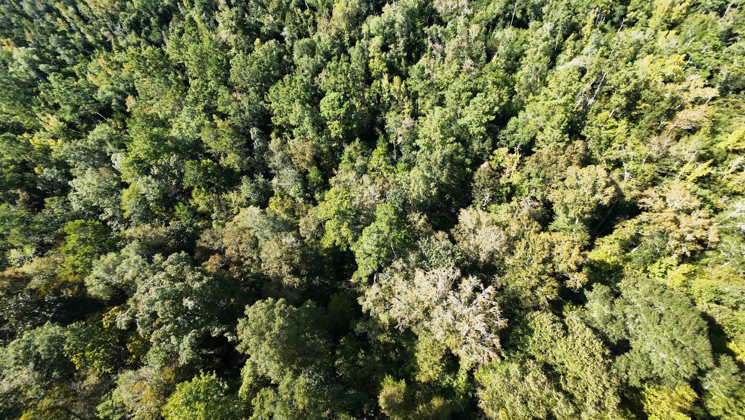 270 Northwest County Road 270 Road Bristol, FL 32321 - Photo 3 of 6