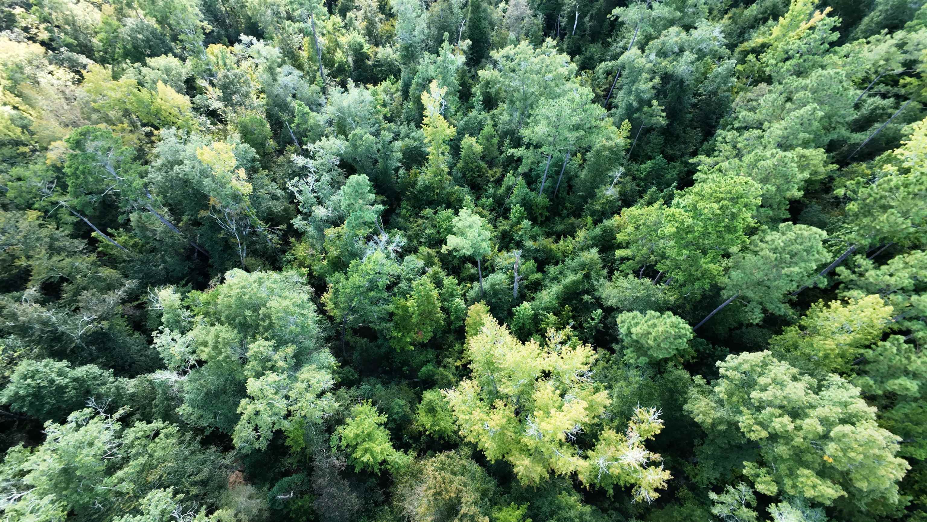 270 Northwest County Road 270 Road Bristol, FL 32321 - Photo 5 of 6