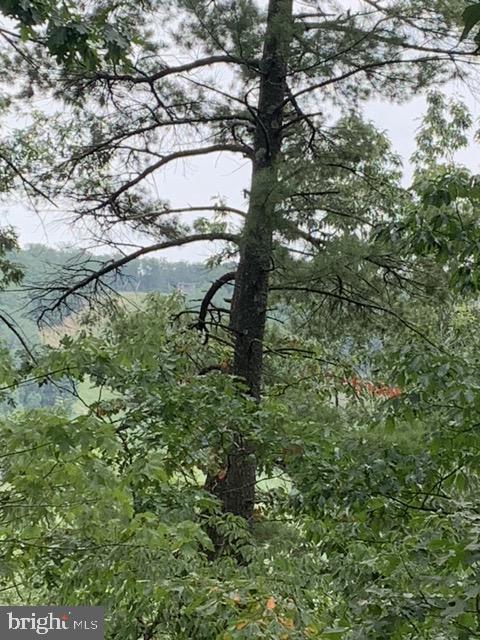 A view of the slopes through the trees!