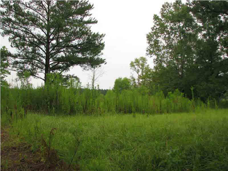 0 Cato Road Braxton, MS 39044 - Photo 1 of 14 Photo 1