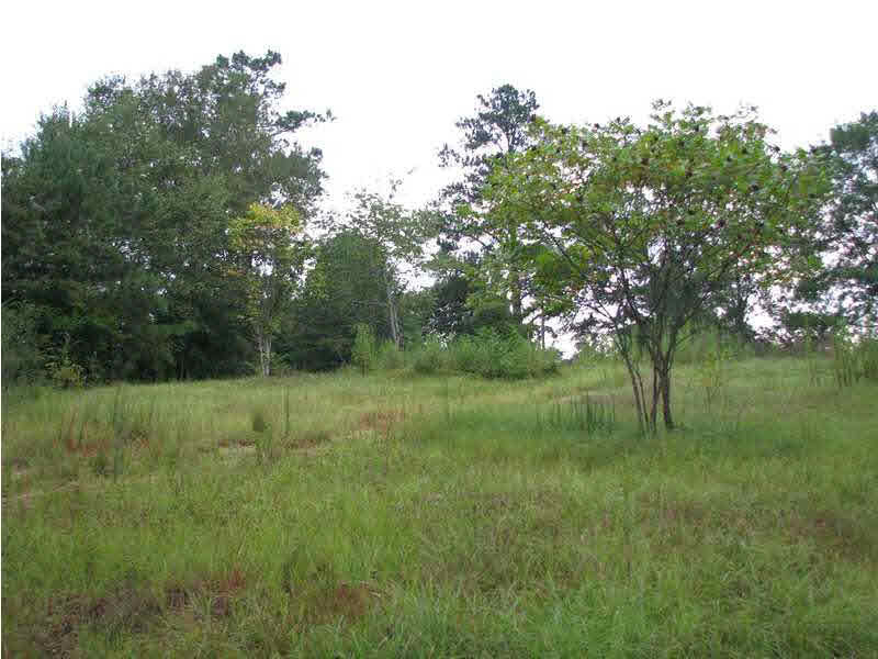 0 Cato Road Braxton, MS 39044 - Photo 11 of 14 Additional view of the land tract.