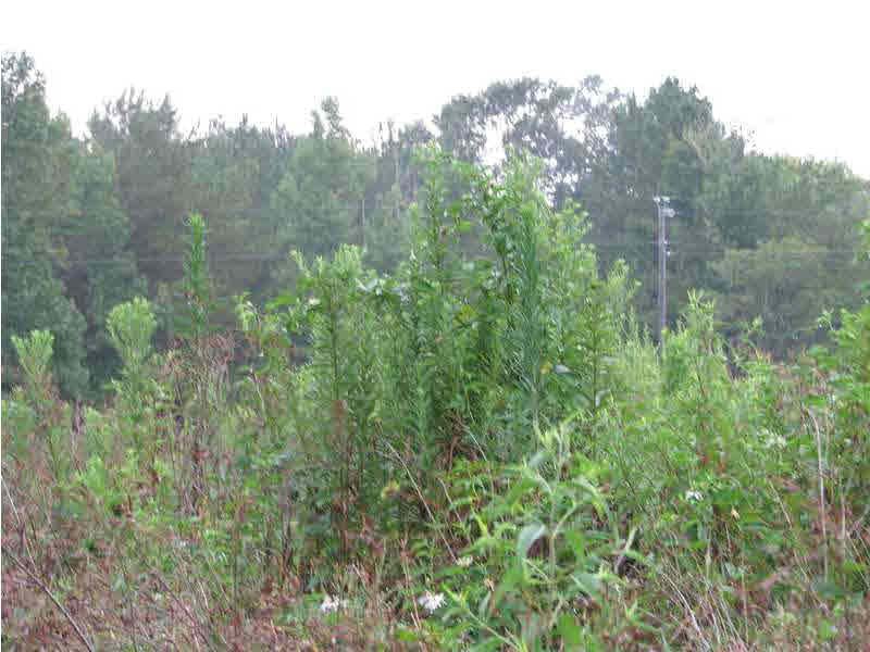 0 Cato Road Braxton, MS 39044 - Photo 12 of 14 Additional view of the land tract.
