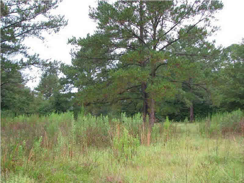 0 Cato Road Braxton, MS 39044 - Photo 13 of 14 Additional view of the land tract.