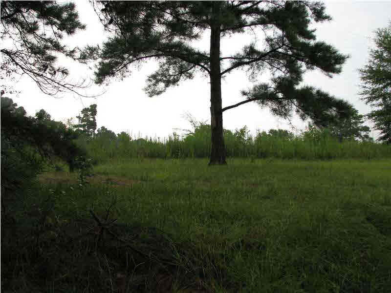 0 Cato Road Braxton, MS 39044 - Photo 2 of 14 Photo 2