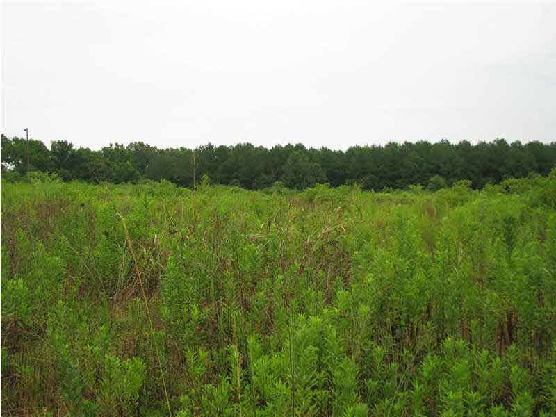 0 Cato Road Braxton, MS 39044 - Photo 3 of 14 Photo 3