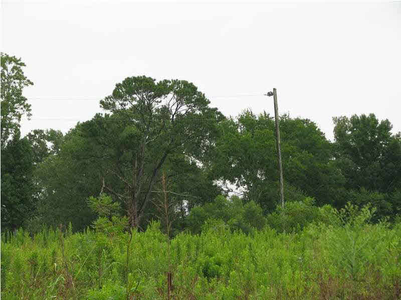 0 Cato Road Braxton, MS 39044 - Photo 4 of 14 Additional view of the land tract.