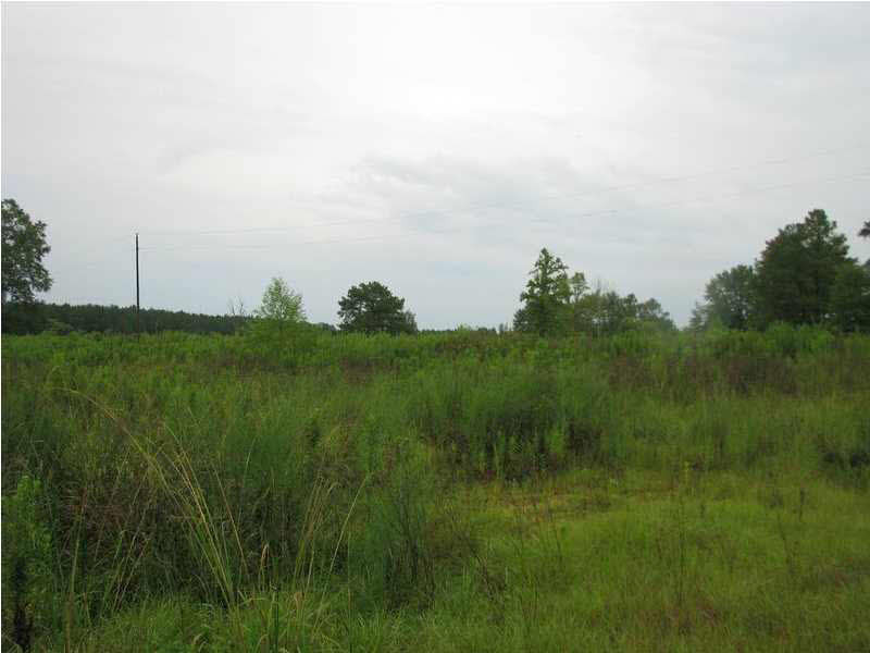 0 Cato Road Braxton, MS 39044 - Photo 5 of 14 Lots of mature trees on the property.