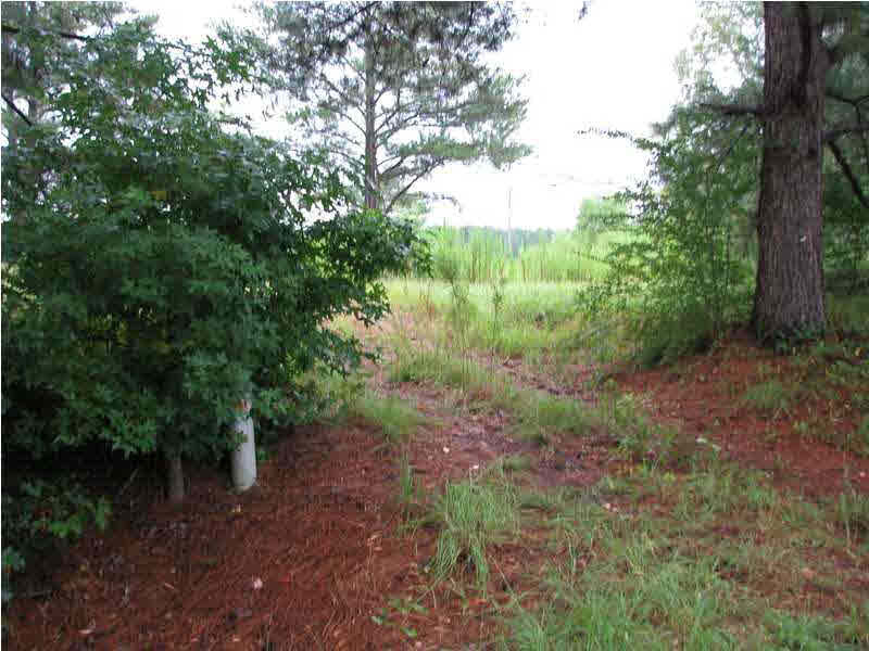 0 Cato Road Braxton, MS 39044 - Photo 9 of 14 Land view and road frontage.