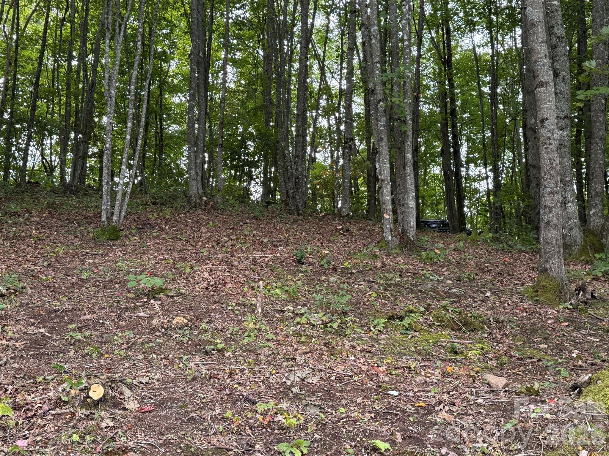 262 Tote Road, Unit 262 Sylva, NC 28779 - Photo 6 of 21