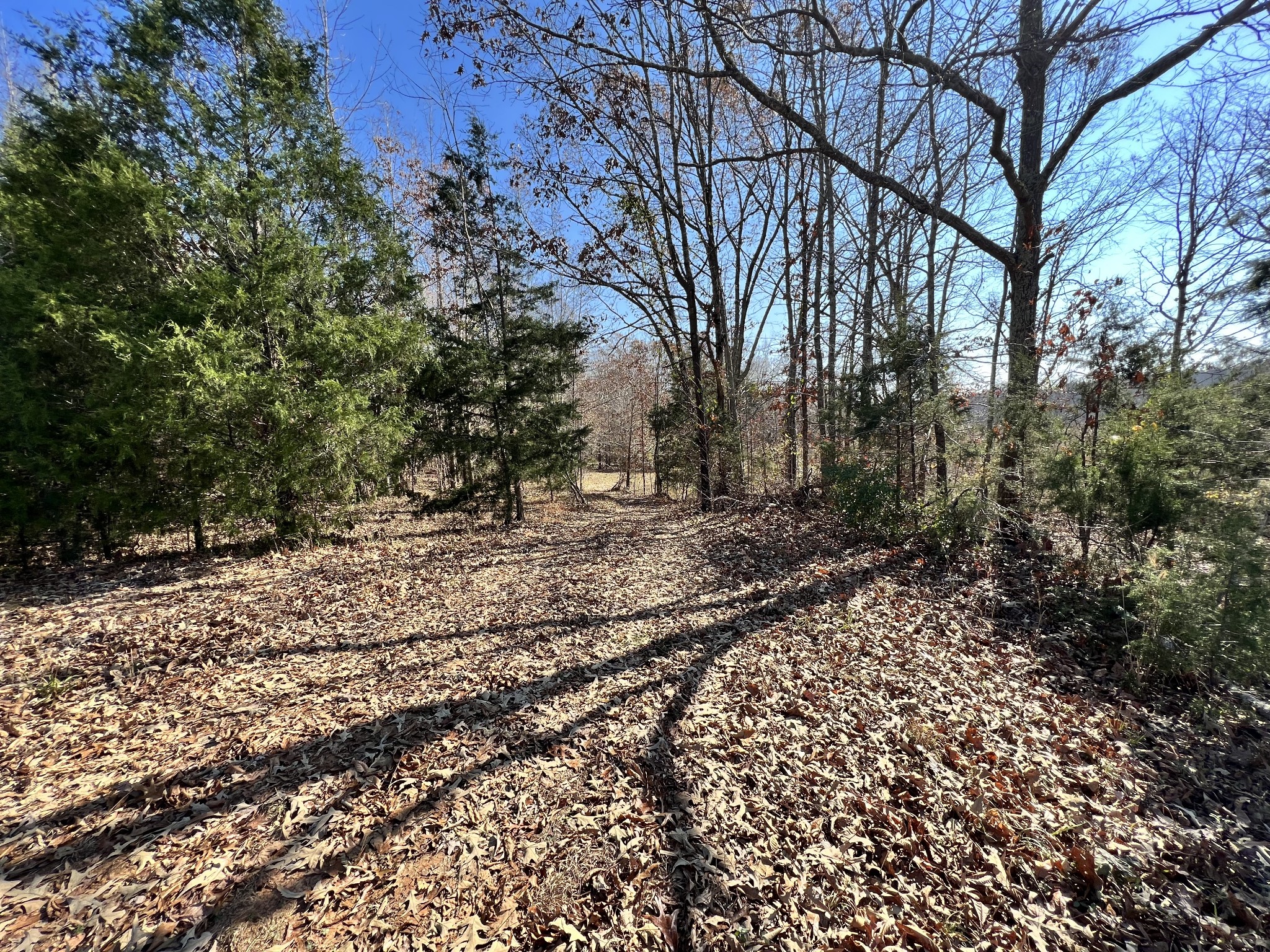 0 McEarl Road Huron, TN 38345 - Photo 16 of 39 a view of a yard with plants and trees