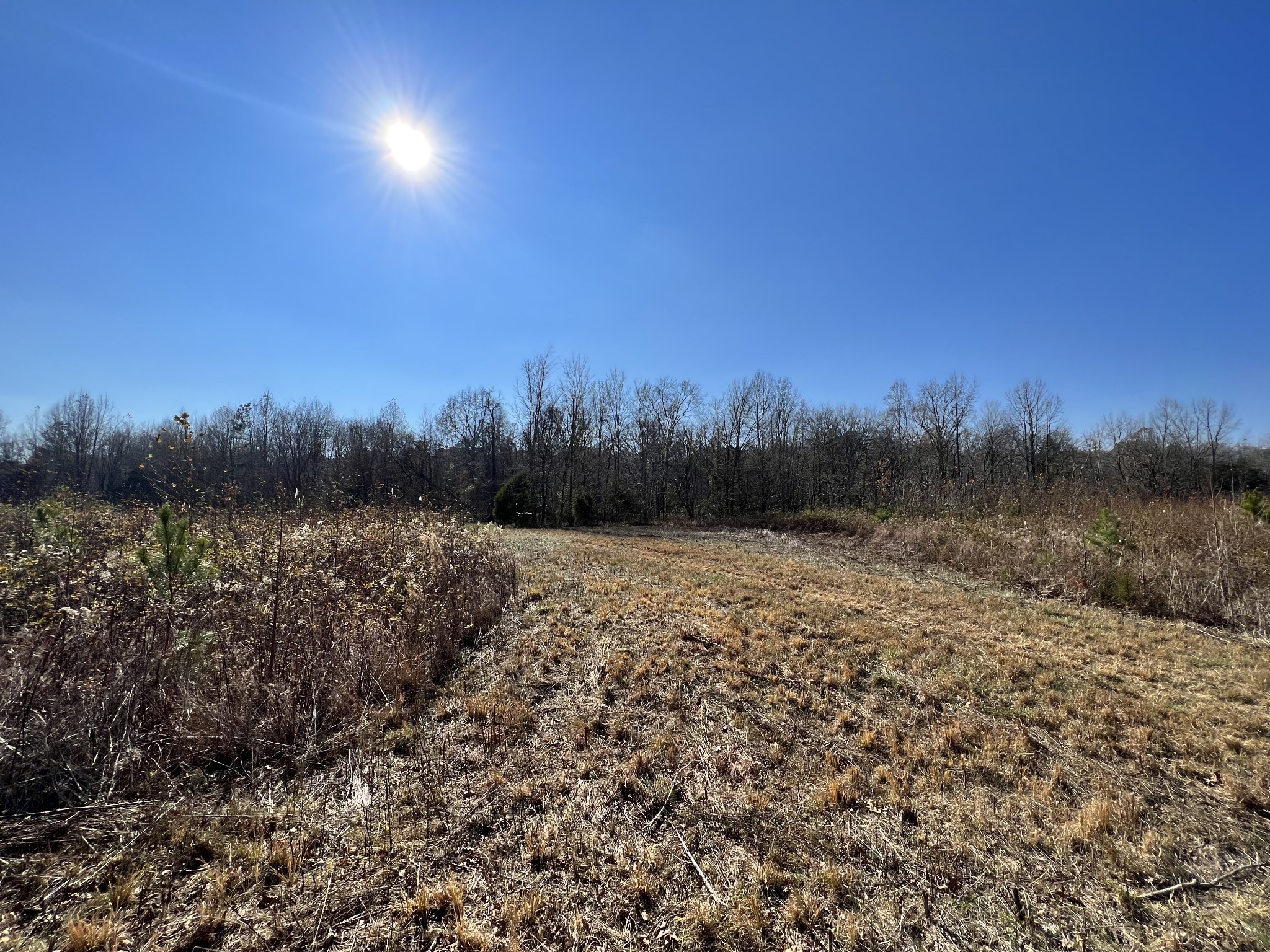 0 McEarl Road Huron, TN 38345 - Photo 19 of 39 a view of a forest with a building in the background