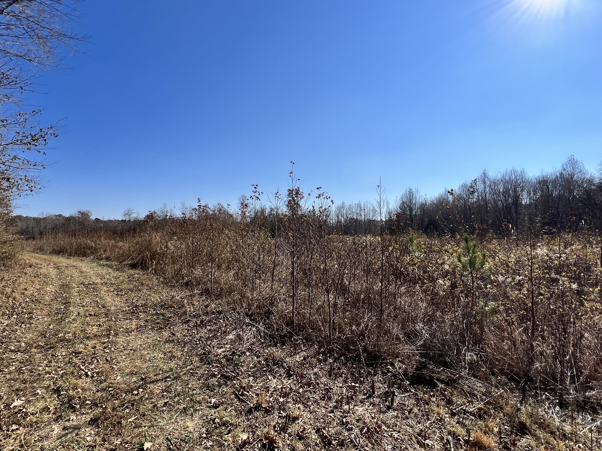 0 McEarl Road Huron, TN 38345 - Photo 21 of 39 a view of mountain view with lots of trees
