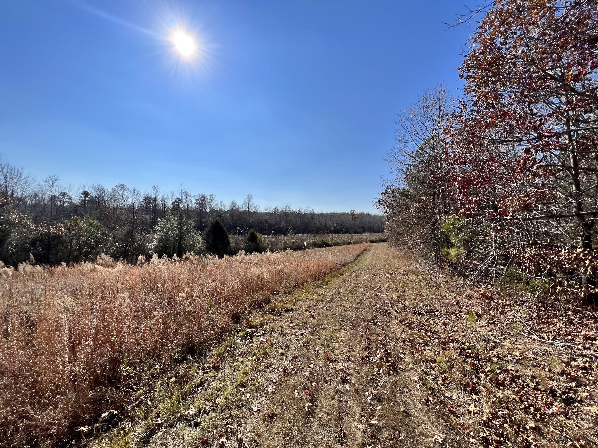 0 McEarl Road Huron, TN 38345 - Photo 23 of 39 a view of a yard with a tree