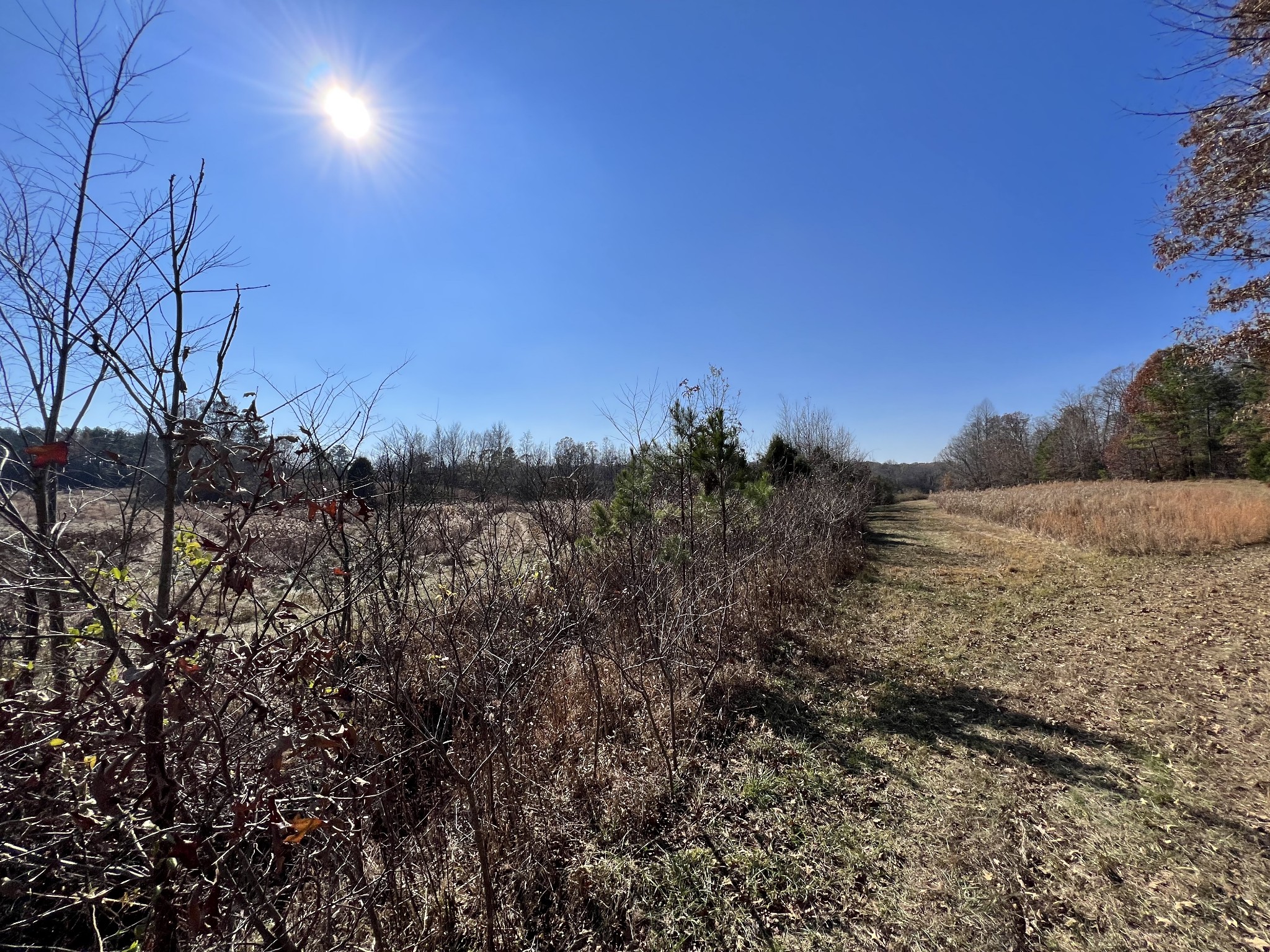 0 McEarl Road Huron, TN 38345 - Photo 26 of 39 a view of a dry yard with trees