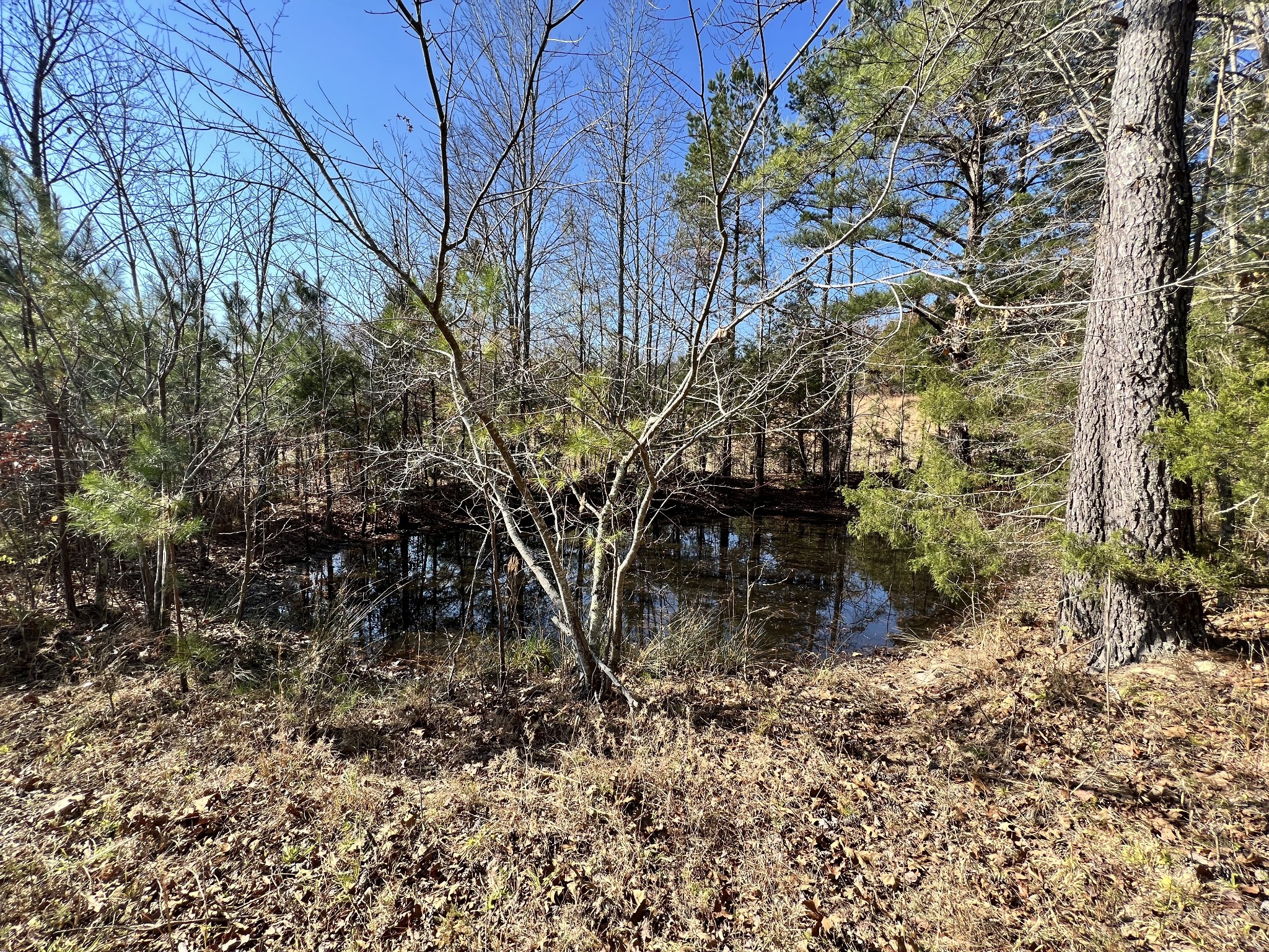 0 McEarl Road Huron, TN 38345 - Photo 28 of 39 a backyard of a house with lots of green space