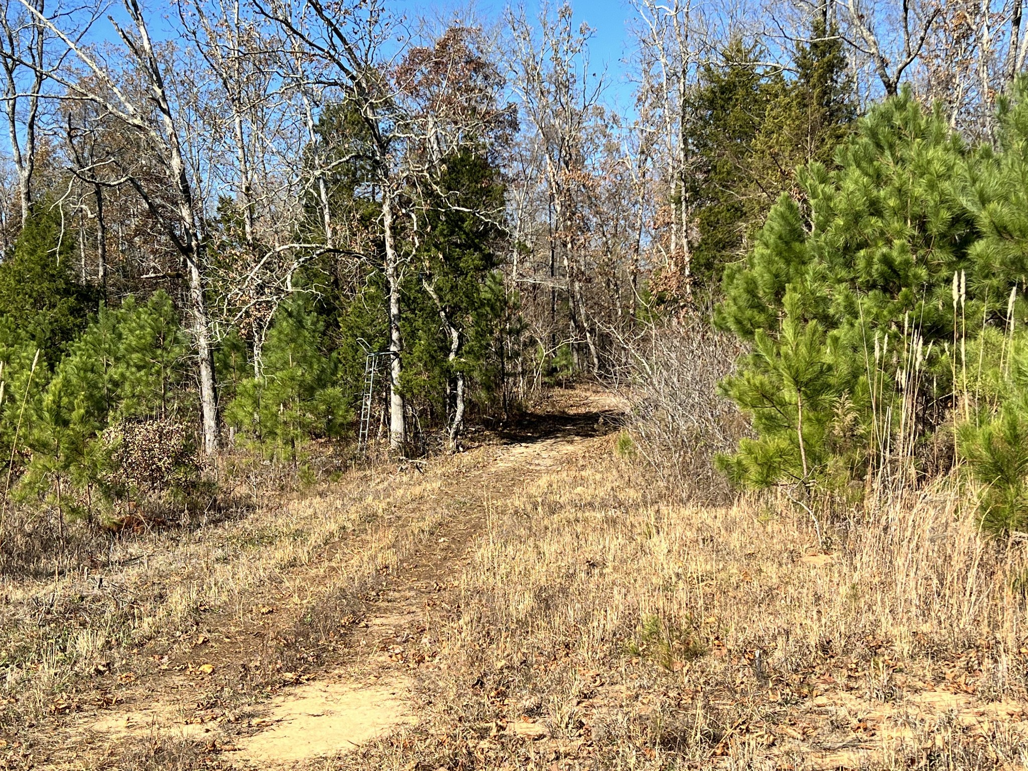 0 McEarl Road Huron, TN 38345 - Photo 29 of 39 a view of outdoor space and a yard
