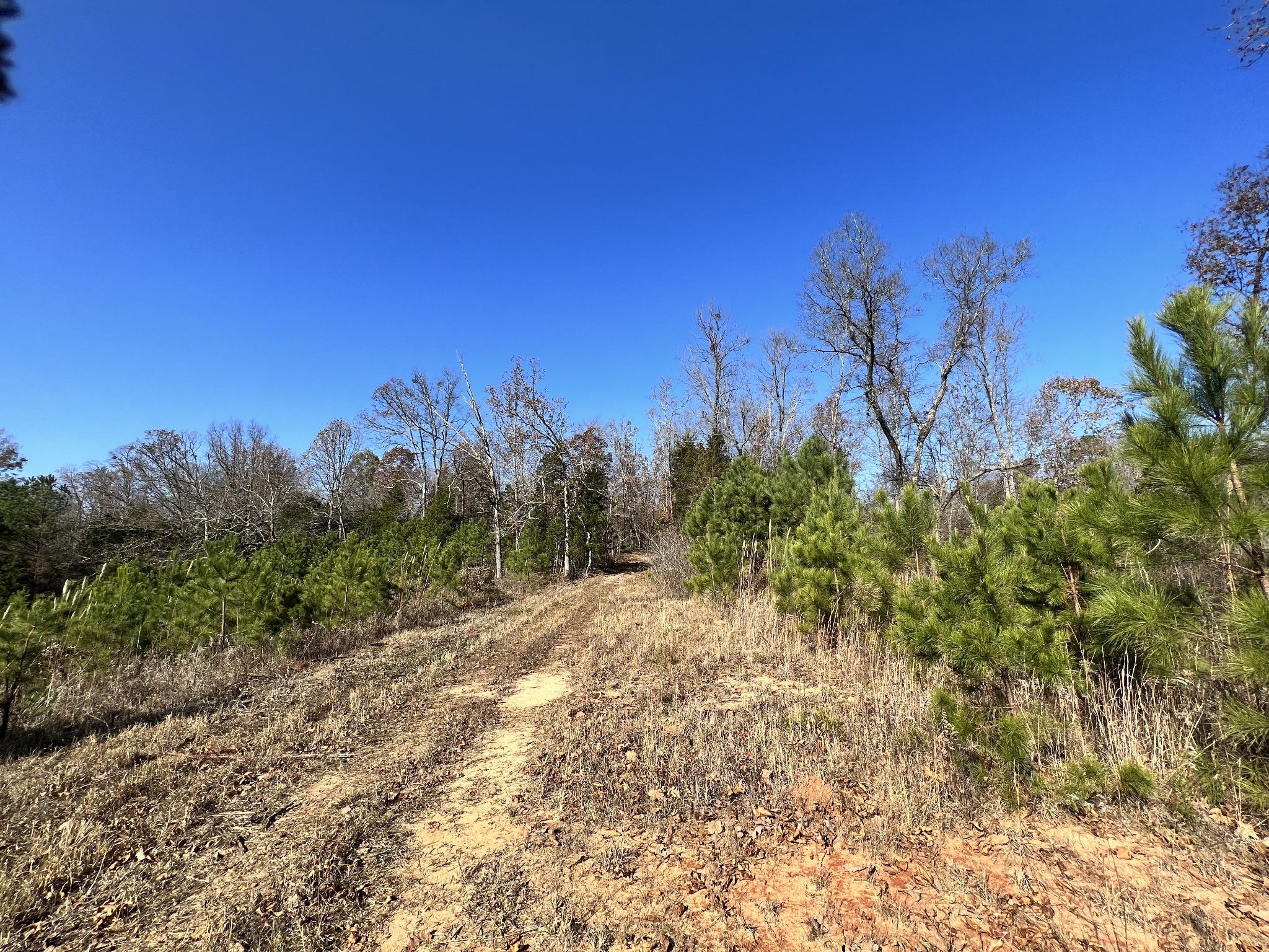 0 McEarl Road Huron, TN 38345 - Photo 30 of 39 a view of a yard with a tree