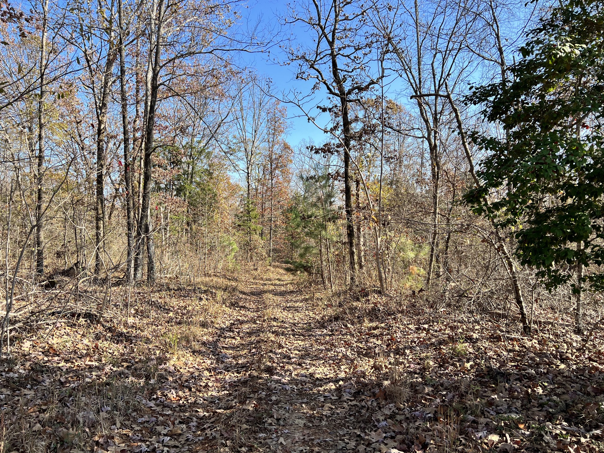 0 McEarl Road Huron, TN 38345 - Photo 34 of 39 a view of a yard with trees