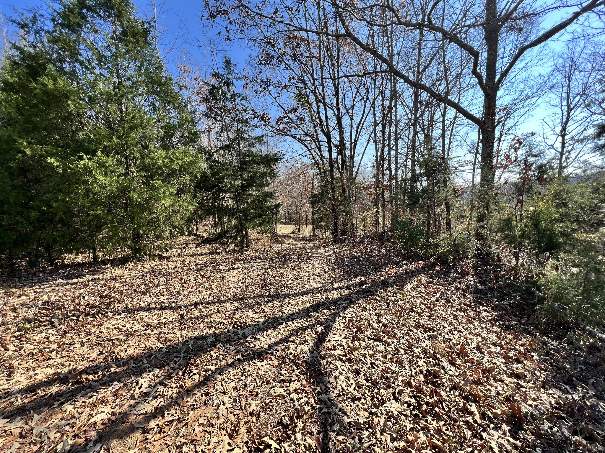 0 McEarl Road Huron, TN 38345 - Photo 39 of 39 a view of a yard with plants and trees