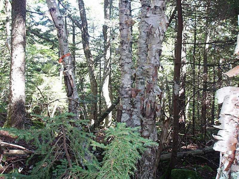 Lot 33 County Road Lubec, ME 04652 - Photo 6 of 9 Photo