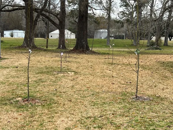 a view of a garden with a tree