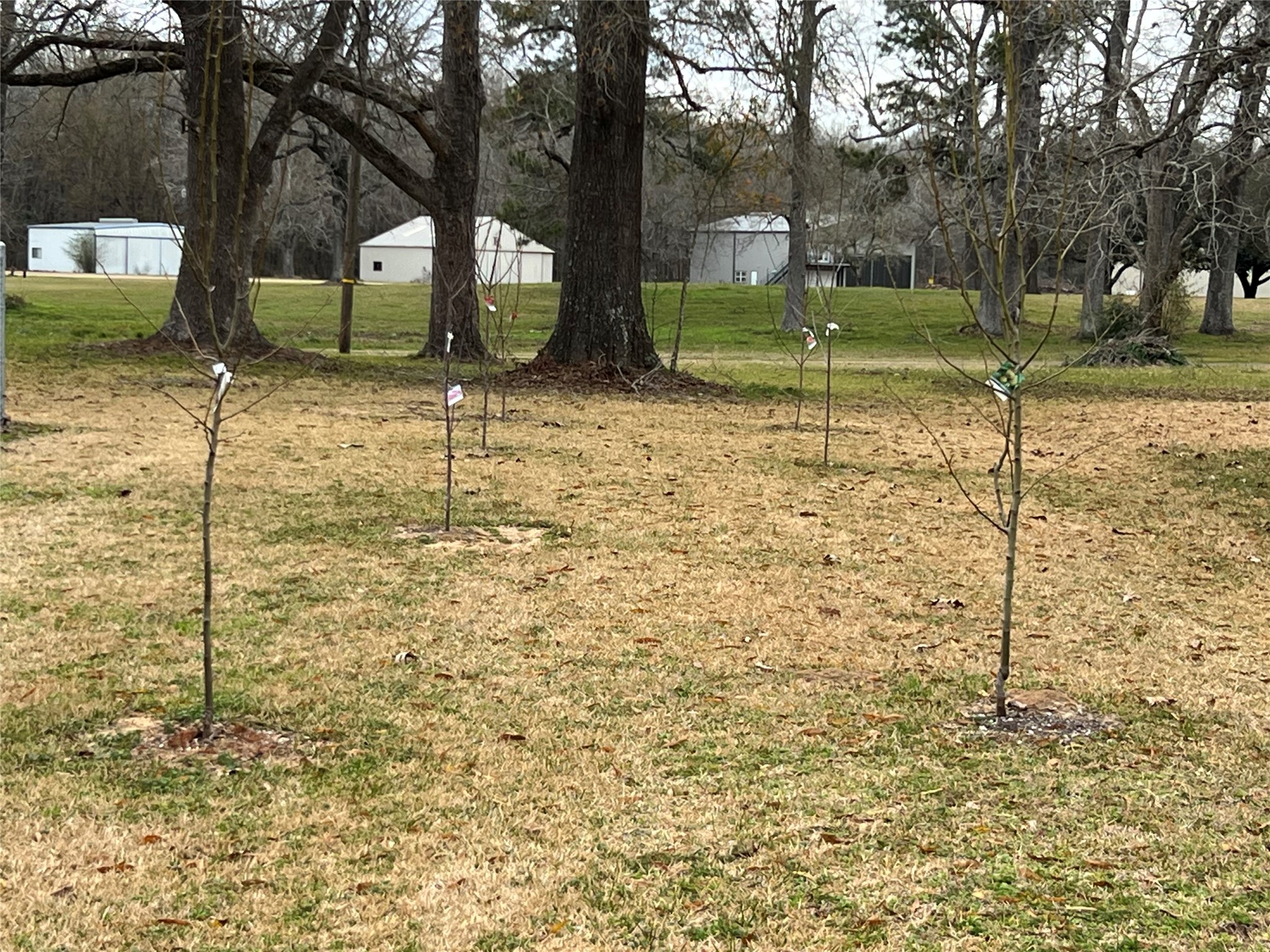 101 Vickie Lane Shepherd, TX 77371 - Photo 17 of 29 a view of a garden with a tree