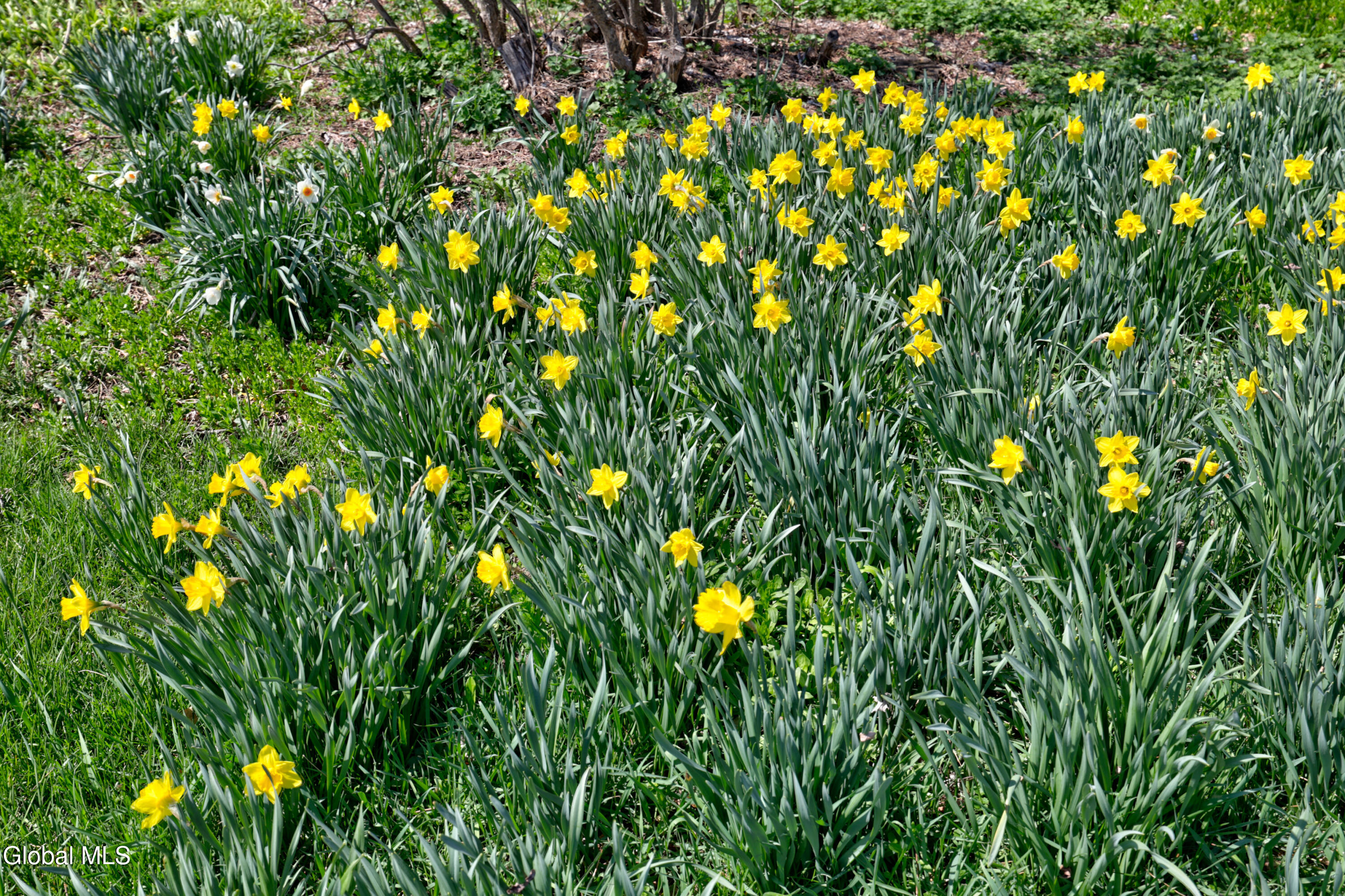 4268 Frederick Road Guilderland, NY 12009 - Photo 92 of 94 1 (87)